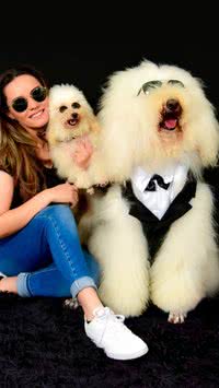 Poodle Gigante viraliza nas redes sociais; conheça Bredy