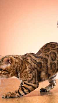 Como os gatos conseguem cair de pé?