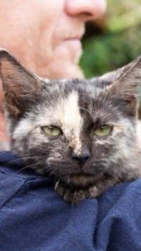 5 cuidados que você deve ter com seu gatinho idoso