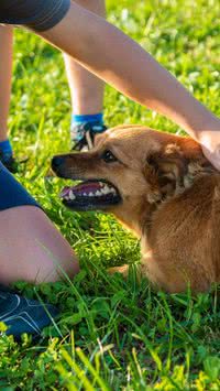 Não são tão leais? Entenda o porquê os cães podem morder os próprios donos