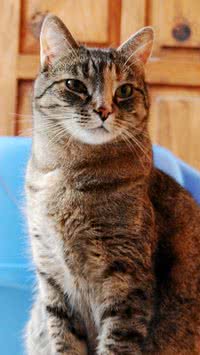 Seu gato faz xixi no lugar errado? Saiba motivos e o que fazer para corrigi-los