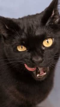 Mito ou verdade: Gato come rato? 