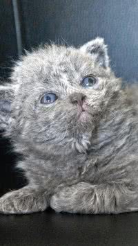 Gato cacheado? Descubra raças de felinos mais exóticas do mundo