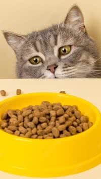 Pote de plástico prejudica meu gato? 