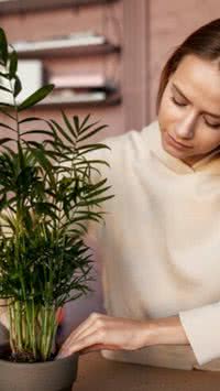 Mãe ou pai de planta? Entenda como cuidar e as melhores espécies para se ter em casa