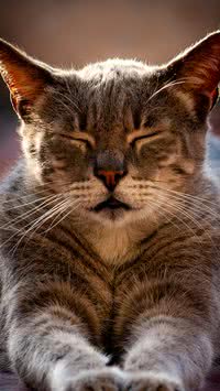 Por que os gatos amassam pãozinho? Descubra motivos