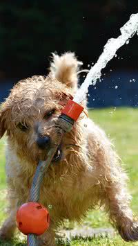 Esquentou? Saiba como cuidar de seu animal de estimação em dias de calor