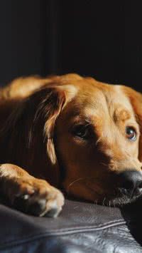 Cachorros podem chorar de tristeza?