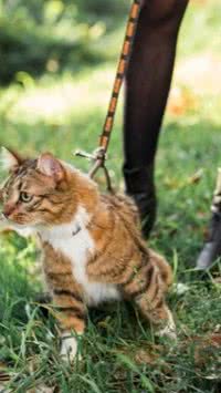 Você sabia? Caminhar com gatos na rua é benéfico para o felino; confira 5 dicas