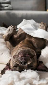 Cachorros sonham com tutores? Confira o que pesquisadores concluíram