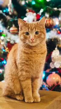 Aprenda a montar uma árvore de natal “à prova de felinos”