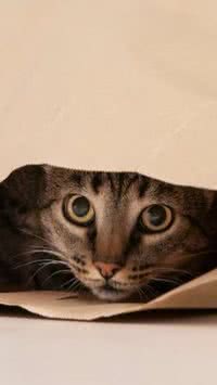 Gatos enxergam no escuro? Saiba como funciona a visão de um felino