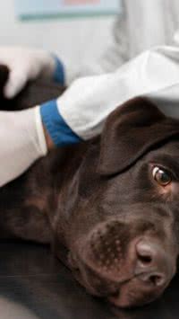 Saiba como seu pet pode se tornar um doador de sangue