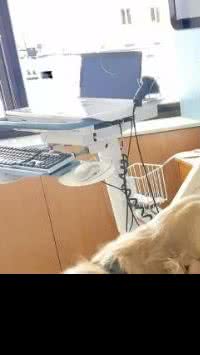 Golden retriever salva homem de morrer de hipotermia após aquecê-lo por 20 horas