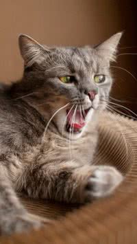 Confira 5 dicas de como treinar o gato para fazer xixi no lugar certo