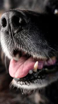 Você sabia que os cães trocam de dente?