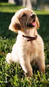 Tutor de primeira viagem? saiba como cuidar de cão filhote