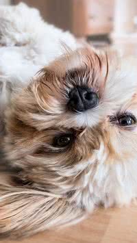Cachorros têm gravidez psicológica?