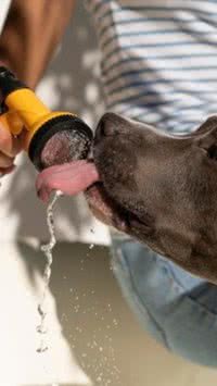 Confira as raças de cachorro que mais sofrem com calor
