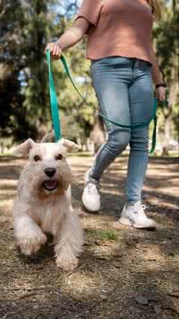 Meu cachorro tem medo de passear na rua. O que fazer?