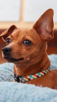 Existe numeração de pinscher? Saiba detalhes sobre a raça