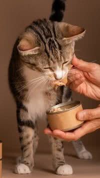 Você sabe por que os gatos gostam de peixe?
