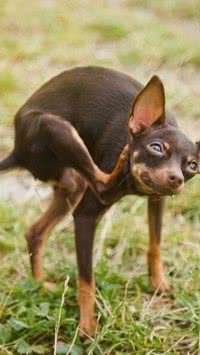 Saiba como tirar pulga de cachorro filhote 