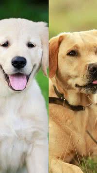 Descubra principais diferenças entre golden retriever e cão labrador 