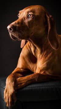 Cães são rancorosos? Saiba o que diz cientistas 
