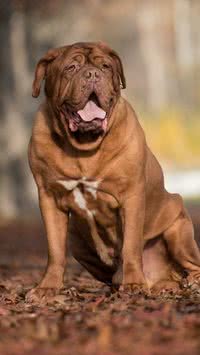 Cachorro com dobrinhas na pele chama atenção na web; saiba qual é