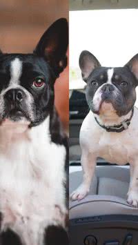 Saiba as diferenças entre o boston terrier e o buldogue francês