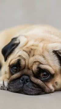 Como identificar depressão, ansiedade e estresse em cães e gatos?