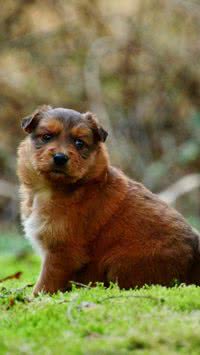 Saiba quais raças de cães são mais propensas à obesidade; seu pet está incluso?