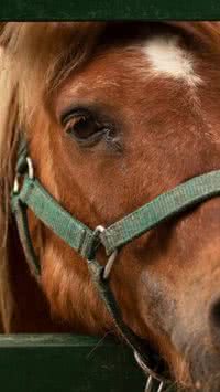 Cavalo dorme em pé? Descubra se isso é verdade