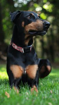 Saiba quais os erros que os humanos mais cometem na hora de adotar um cão