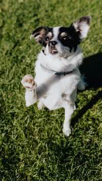 Seu pet suporta o calor? Saiba as raças de cães que lidam melhor com o clima quente