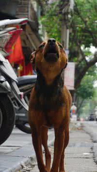 Entenda os tipos e significados dos latidos de cachorro