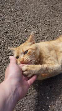 Descubra motivos que levam os gatos a morderem "do nada"