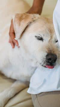 Para ficar ligado! Saiba quais erros podem encurtar a vida dos cachorros