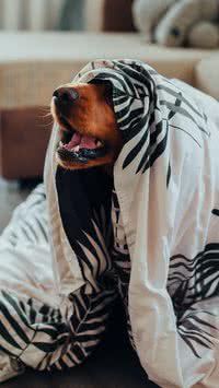 Conheça os três ruídos que mais incomodam os cães