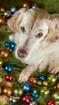 Dos enfeites ás comidas: Confira os cuidados que você deve ter com os pets no Natal