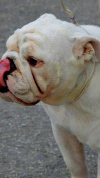 Meu cachorro mordeu alguém! Eu posso ser preso? Veja o que dizem especialistas