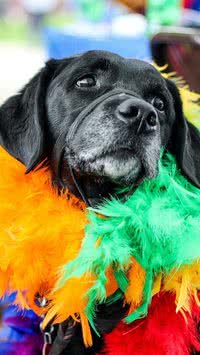 Já pintou o verão! Posso levar meu pet para as festas de rua?