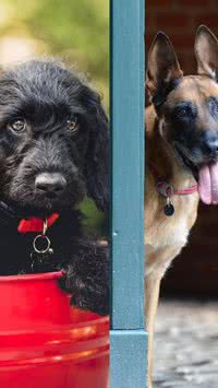 Não são atrativos? Saiba quais os tipos de cães menos adotados