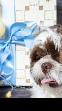 Meu Shit-tzu é ciumento. O que fazer?