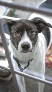 Não posso adotar pets, como posso ajudá-los?