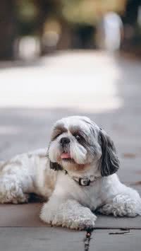 Meu Shit-tzu é ciumento. O que fazer?