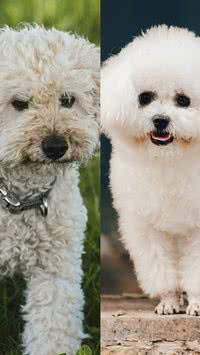 Iguais? Confira as diferenças entre o poodle e o bichon frisé