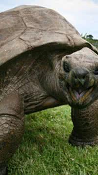 Tartaruga-gigante mais velha do mundo completa 191 anos, mas idade pode ser maior