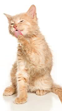 Confira curiosidades sobre as patas do seu gato